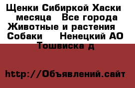 Щенки Сибиркой Хаски 2 месяца - Все города Животные и растения » Собаки   . Ненецкий АО,Тошвиска д.